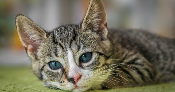 european shorthair, cat, animal